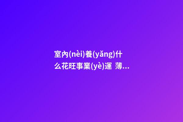 室內(nèi)養(yǎng)什么花旺事業(yè)運  薄荷可提神